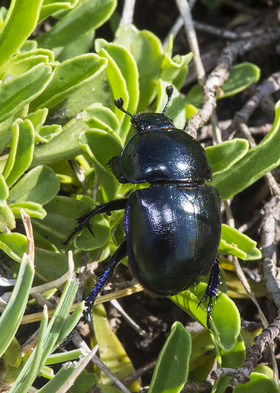 Geotrupidae:  Trypocopris sp. (cfr. T. pyrenaeus cyanicolor)